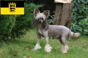 Read more about the article Criadores de cães de crista chinês e cachorros em Baden-Württemberg