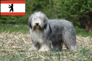 Read more about the article Criadores de Bearded Collie e cachorros em Berlim