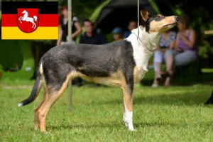 Read more about the article Criadores de Collie e cachorros na Baixa Saxónia