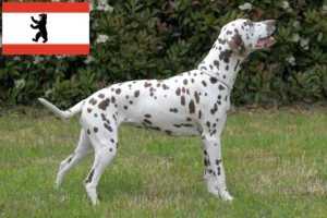 Read more about the article Criadores de dálmatas e cachorros em Berlim