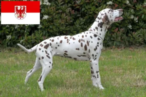 Read more about the article Criadores de dálmatas e cachorros em Brandenburg