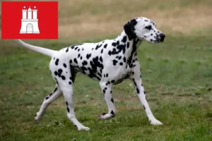 Read more about the article Criadores de dálmatas e cachorros em Hamburgo