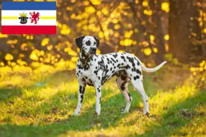 Read more about the article Criadores de dálmatas e cachorros em Mecklenburg-Vorpommern