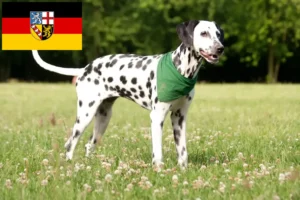 Read more about the article Criadores de dálmatas e cachorros em Saarland