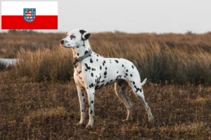 Read more about the article Criadores de dálmatas e cachorros na Turíngia