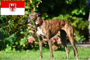 Read more about the article Criadores de galgos e cachorros em Brandenburg