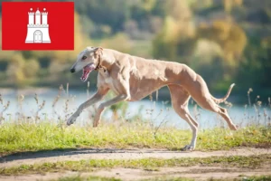 Read more about the article Criadores de galgos e cachorros em Hamburgo