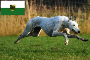 Read more about the article Criadores de galgos e cachorros em Saxónia