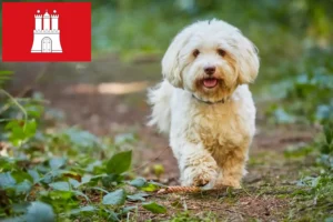 Read more about the article Criadores de Havanese e cachorros em Hamburgo