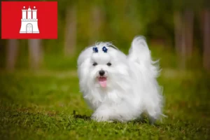 Read more about the article Criadores de maltês e cachorros em Hamburgo