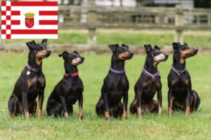Read more about the article Criador de Manchester Terrier e cachorros em Bremen