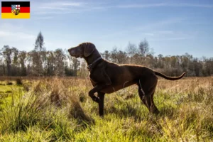 Read more about the article Criadores de pelo curto alemão e cachorros em Saarland
