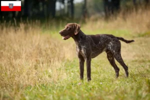 Read more about the article Criadores de pelo curto alemão e cachorros na Turíngia