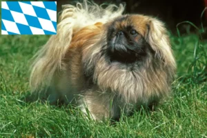Read more about the article Criadores de pequinês e cachorros na Baviera