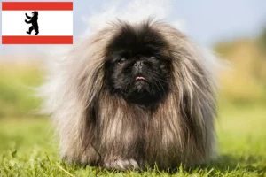 Read more about the article Criadores de pequinês e cachorros em Berlim
