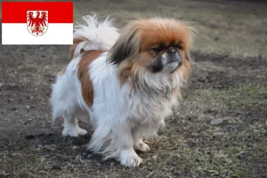Read more about the article Criadores de pequinês e cachorros em Brandenburg