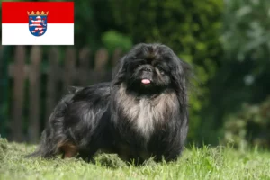 Read more about the article Criadores de pequinês e cachorros em Hessen