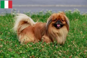 Read more about the article Criadores de pequinês e cachorros em Itália