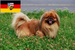 Read more about the article Criadores de pequinês e cachorros em Saarland