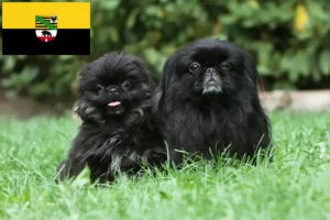 Read more about the article Criadores de pequinês e cachorros em Saxónia-Anhalt