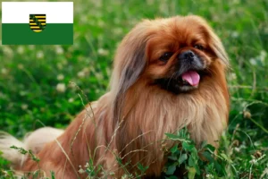 Read more about the article Criadores de pequinês e cachorros em Saxónia