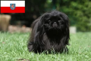 Read more about the article Criadores de pequinês e cachorros em Thuringia