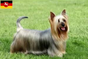 Read more about the article Criadores de Silky Terrier australiano e cachorros na Baixa Saxónia