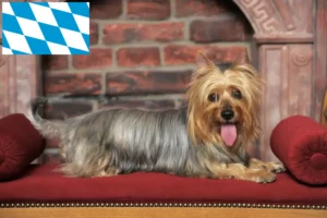 Read more about the article Criadores de Silky Terrier australiano e cachorros em Baviera