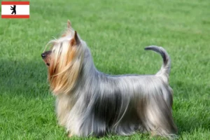 Read more about the article Criadores de Silky Terrier australiano e cachorros em Berlim