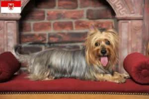 Read more about the article Criadores de Silky Terrier australiano e cachorros em Brandenburg
