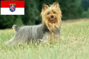 Read more about the article Criadores de Silky Terrier australiano e cachorros em Hessen