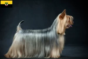 Read more about the article Criadores de Silky Terrier australiano e cachorros em Saxónia-Anhalt