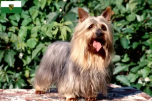 Read more about the article Criadores de Silky Terrier australiano e cachorros em Saxónia