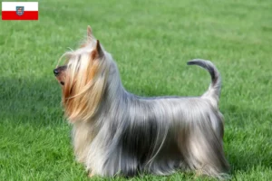 Read more about the article Criadores de Silky Terrier australiano e cachorros em Thuringia