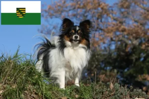 Read more about the article Criador de Spaniel Anão Continental e cachorros na Saxónia
