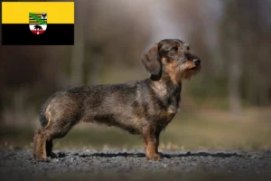 Read more about the article Criadores de Teckel e cachorros em Saxónia-Anhalt