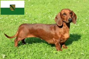 Read more about the article Criadores de Teckel e cachorros em Saxónia