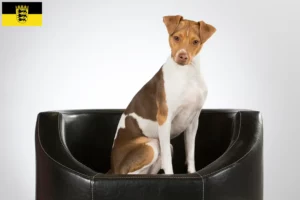 Read more about the article Criadores de Terrier brasileiro e cachorros em Baden-Württemberg