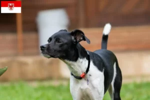 Read more about the article Criadores de Terrier brasileiro e cachorros em Brandenburg