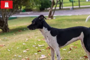 Read more about the article Criador de Terrier brasileiro e cachorros em Hamburgo