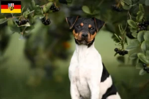 Read more about the article Criador de Terrier brasileiro e cachorros em Saarland