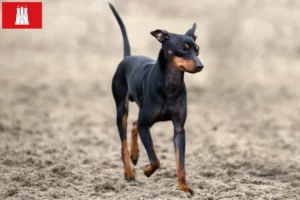 Read more about the article Criadores de Toy Terrier inglês e cachorros em Hamburgo