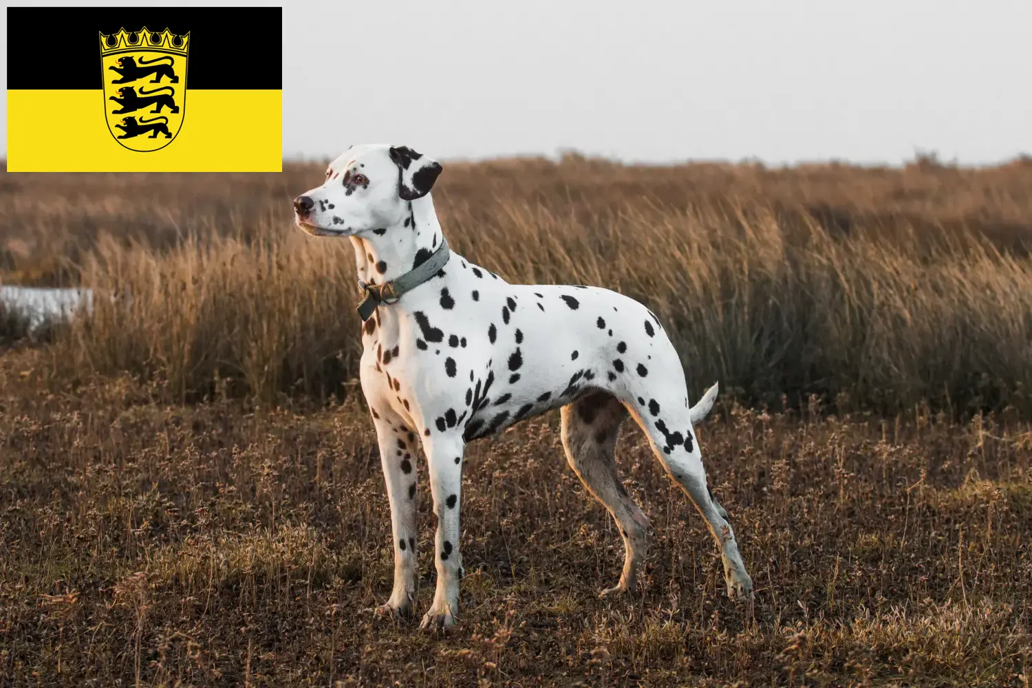 Read more about the article Criadores de dálmatas e cachorros em Baden-Württemberg