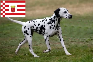 Read more about the article Criadores de dálmatas e cachorros em Bremen