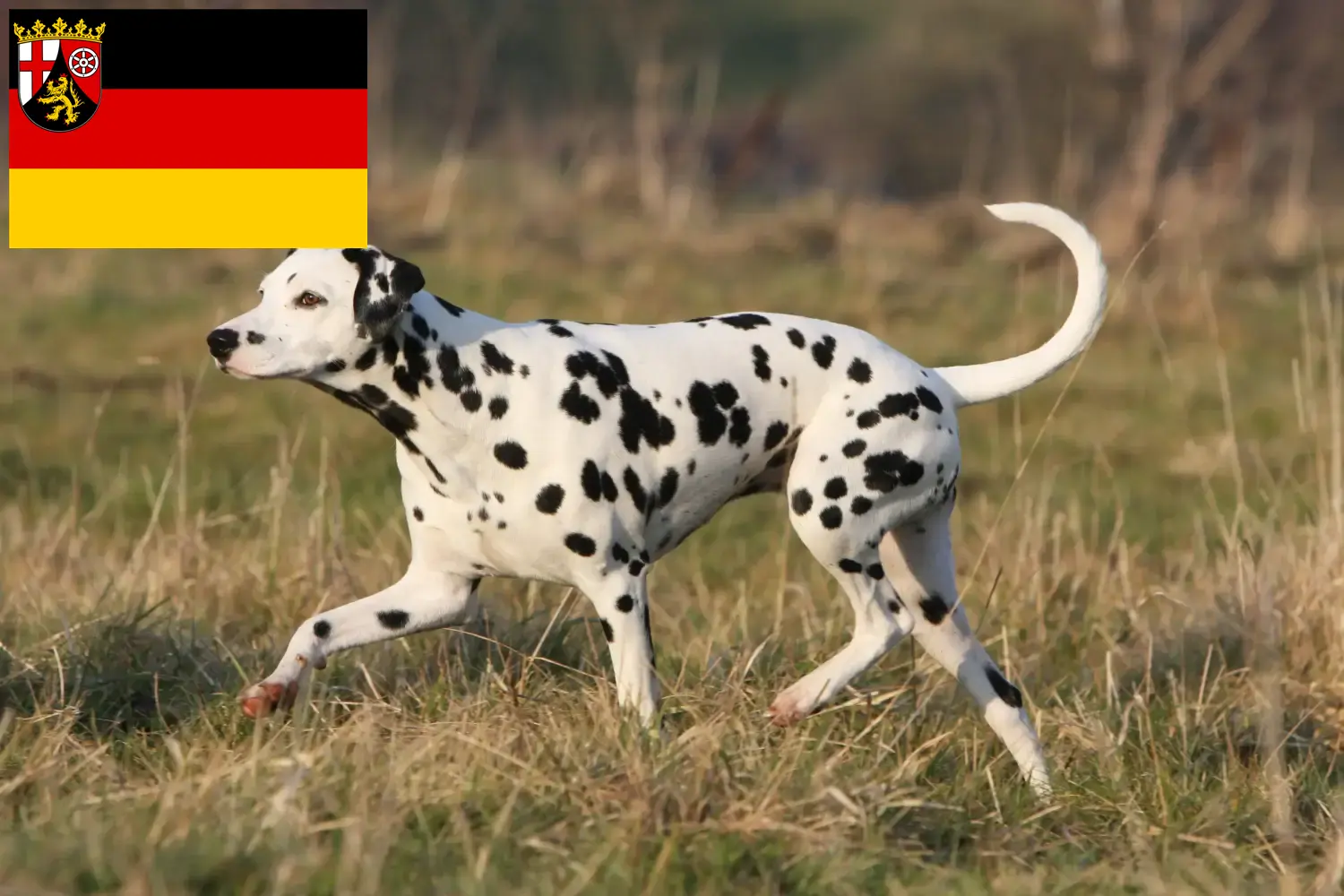 Read more about the article Criadores de dálmatas e cachorros em Renânia-Palatinado