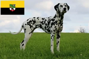 Read more about the article Criadores de dálmatas e cachorros em Saxónia-Anhalt