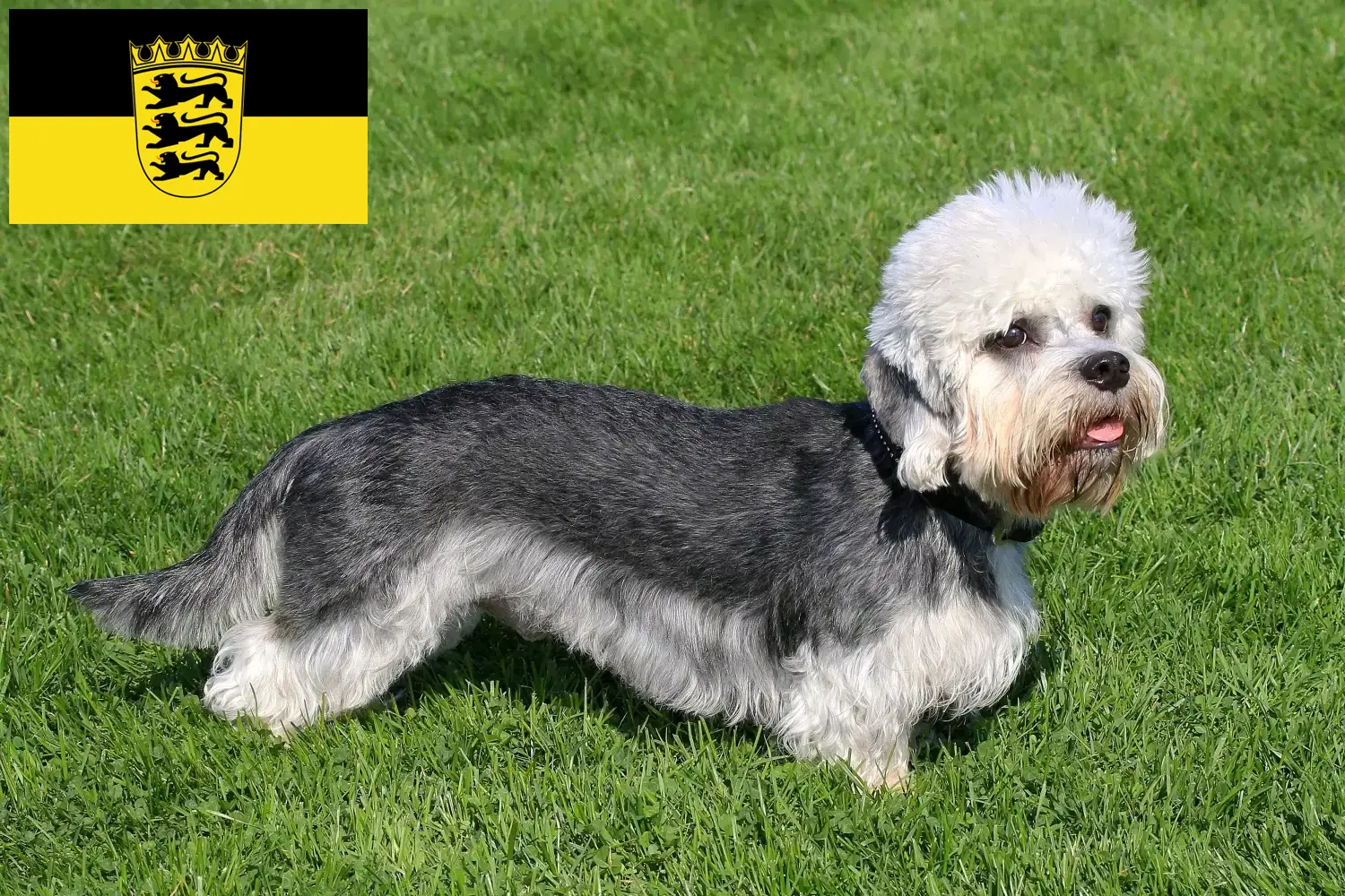 Dandie Dinmont Terrier cachorros e criadores Baden-Württemberg Encontre aqui criadores de Dandie Dinmont Terrier em Baden-Württemberg.