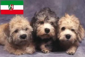Read more about the article Criadores de Dandie Dinmont Terrier e cachorros em Renânia do Norte-Vestefália