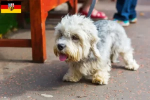 Read more about the article Criadores de Dandie Dinmont Terrier e cachorros em Saarland