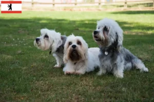 Read more about the article Criadores de Dandie Dinmont Terrier e cachorros em Berlim